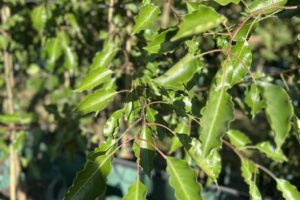 aristocrtat-pear-2