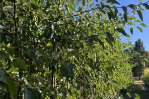 aristocrtat-pear-3
