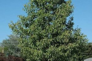 aristocrtat-pear-4