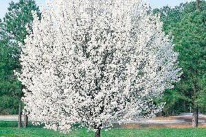 aristocrtat-pear-5