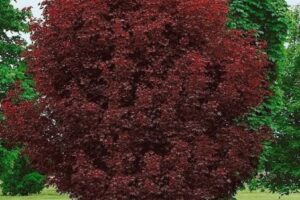 crimson-sentry-3
