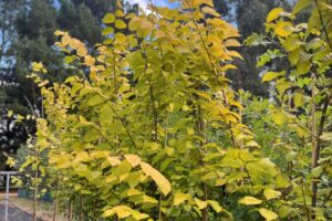 golden-elm-2