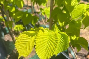 golden-elm-3