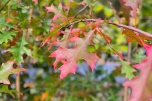 pin-oak-5