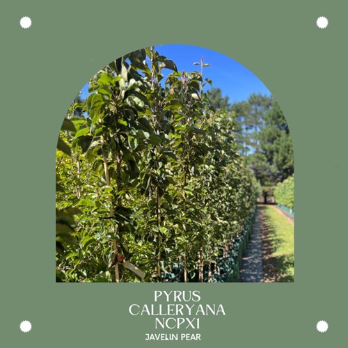 Pyrus Calleryana Ncpx1 Javelin Pear