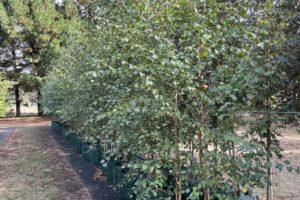 Silver Birch Tree