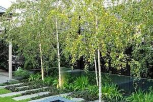 Silver Birch Tree
