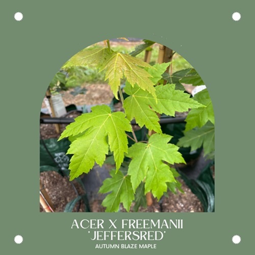 Acer x freemanii 'Jeffersred' Autumn Blaze Red Maple