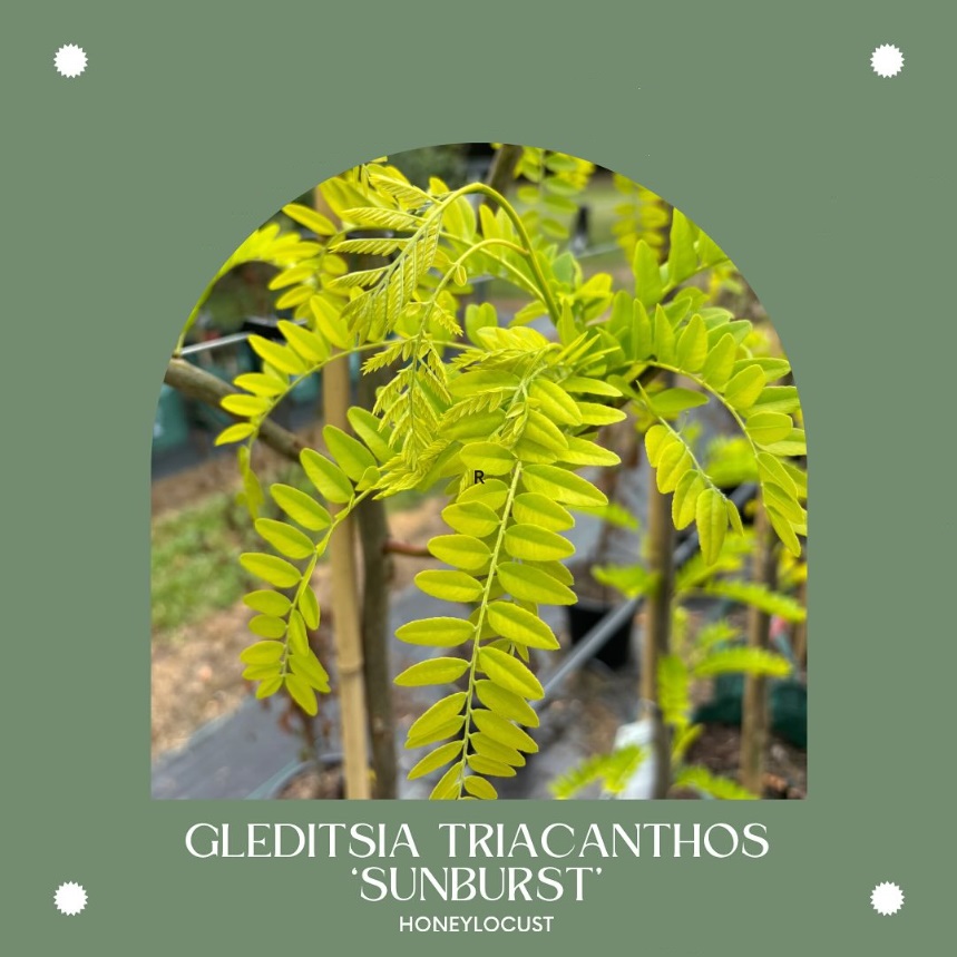 Gleditsia triacanthos 'Sunburst' Honey-Locust