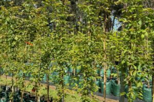 'Sensation' Box Elder Maple