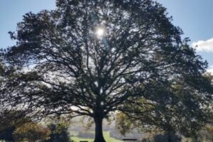 english-oak-4